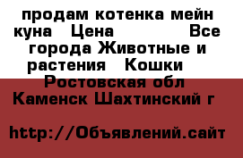 продам котенка мейн-куна › Цена ­ 35 000 - Все города Животные и растения » Кошки   . Ростовская обл.,Каменск-Шахтинский г.